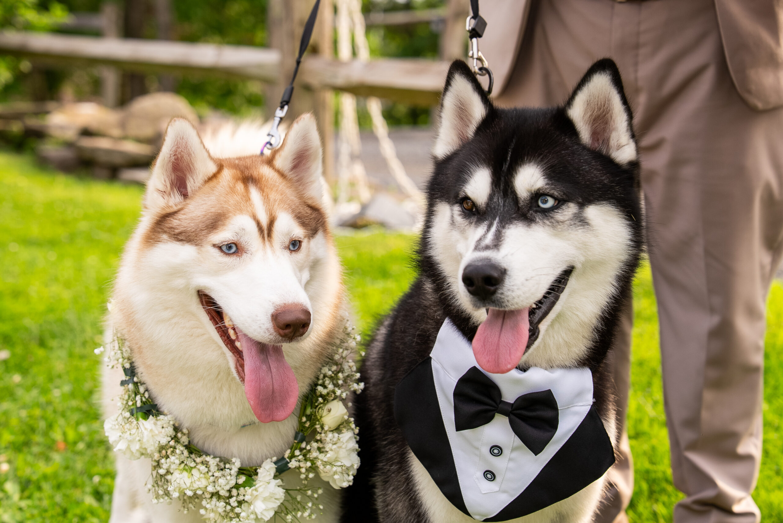 two beautiful dogs wearing bow tie and dress. One is black and white and the other is red and white. They are at a wedding.